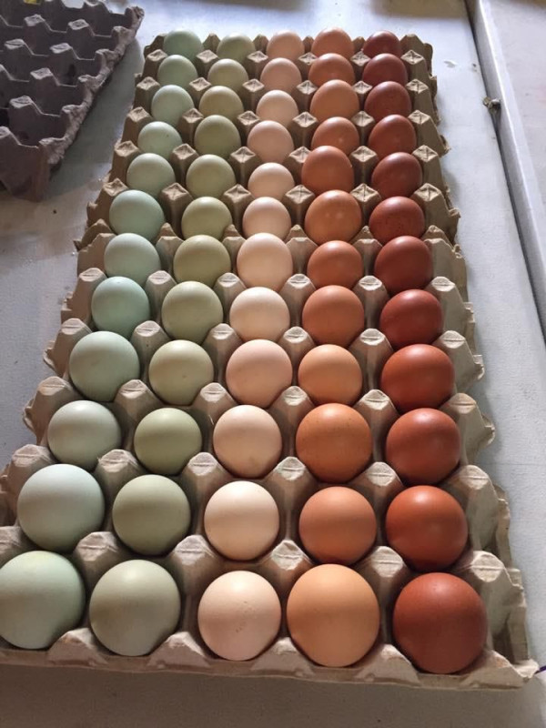 Huevo verde Celestial